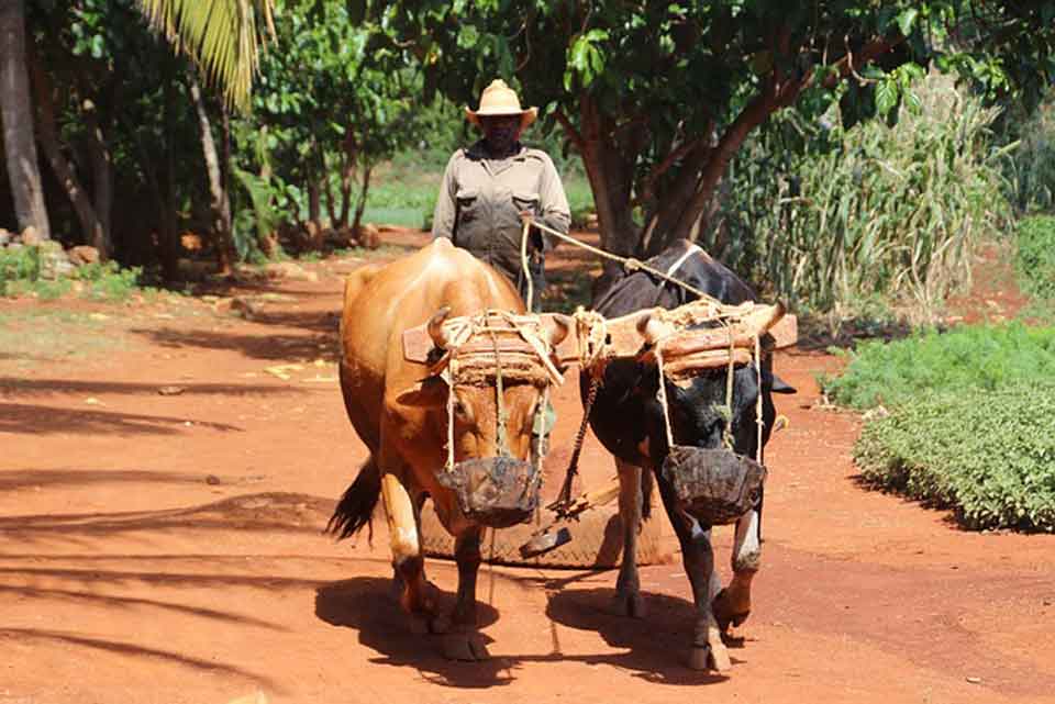 NatMVoyages-Cuba-Pixabay-02.jpg