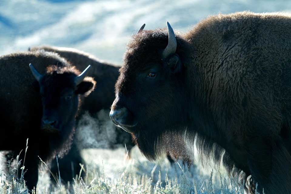 NatMVoyages-Wyoming-Pixabay-07.jpg