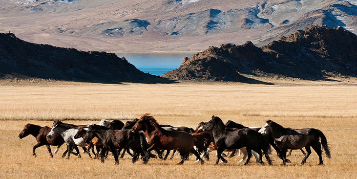 16-mongolie.jpg